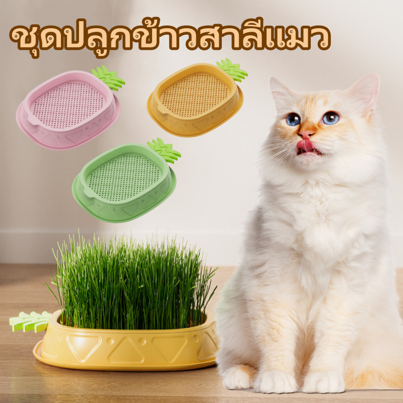 ต้นหญ้าแมว ออร์แกนิค  หญ้าเเมว ข้าวสาลีแมว ช่วยล้างกระเพาะแมว ชุดปลูกต้นอ่อนข้าวสาลี
