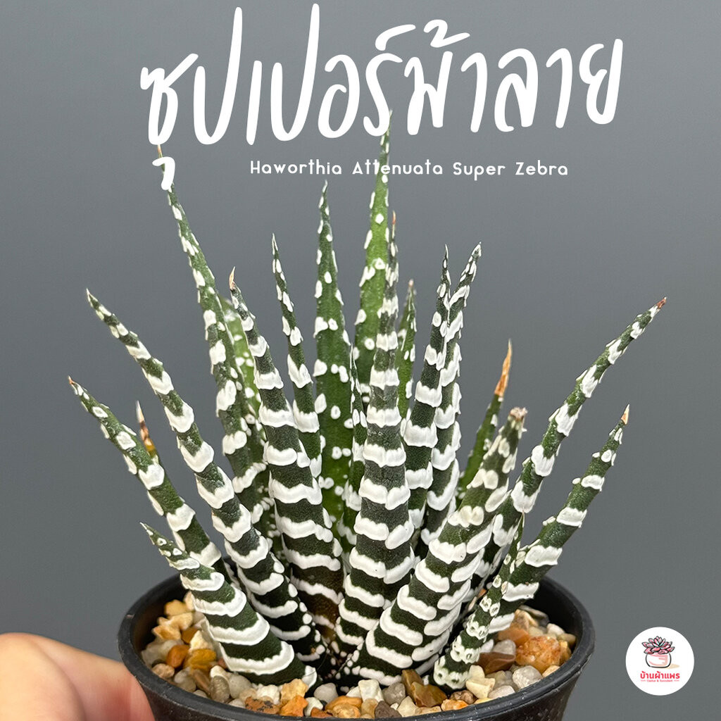 ซุปเปอร์ม้าลาย Haworthia Attenuata Super Zebra ไม้อวบน้ำ กุหลาบหิน cactus&succulentหลากหลายสายพันธุ์