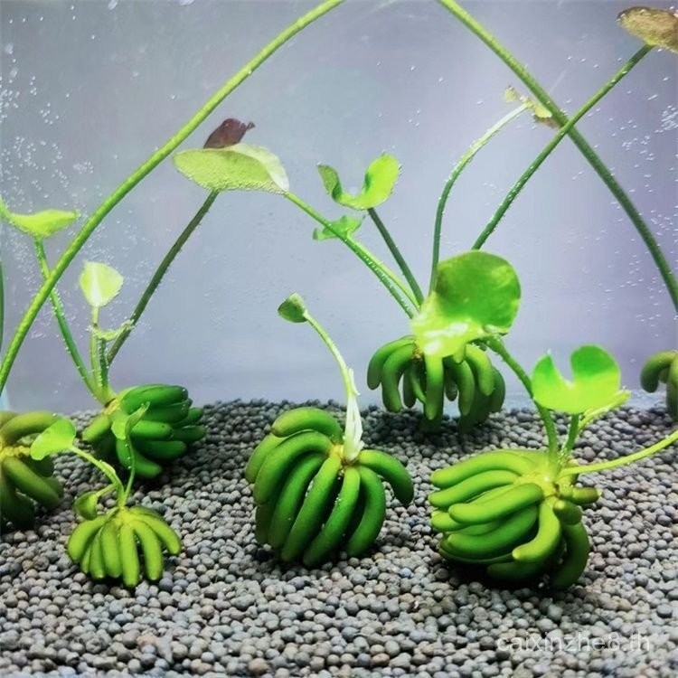 หญ้ากล้วย 2-3 ซม. พืชน้ํา Lazy Fish Tank ภูมิทัศน์ Purify Water