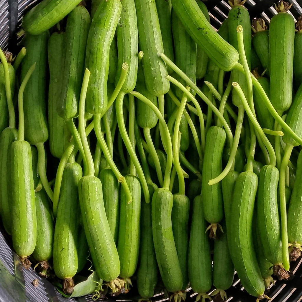 บวบหอมเมล็ดพันธุ์ 9-20 เมล็ดมีคู่มือปลูก อัตรางอกสูง ปลูกง่าย โตไว เหมาะทั้งมือใหม่และมืออาชีพ (ซื้อ10แถม1คละได้)