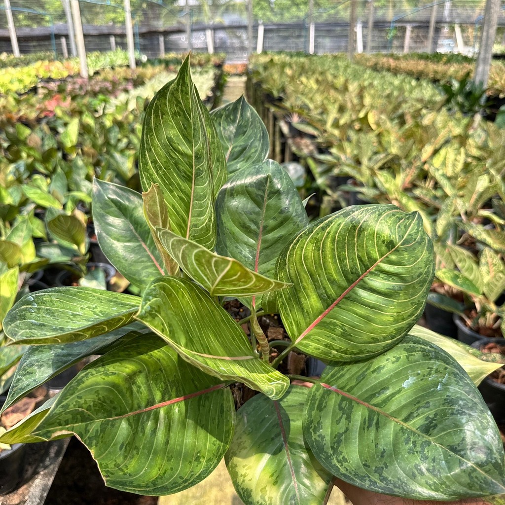 มุมมอง 9