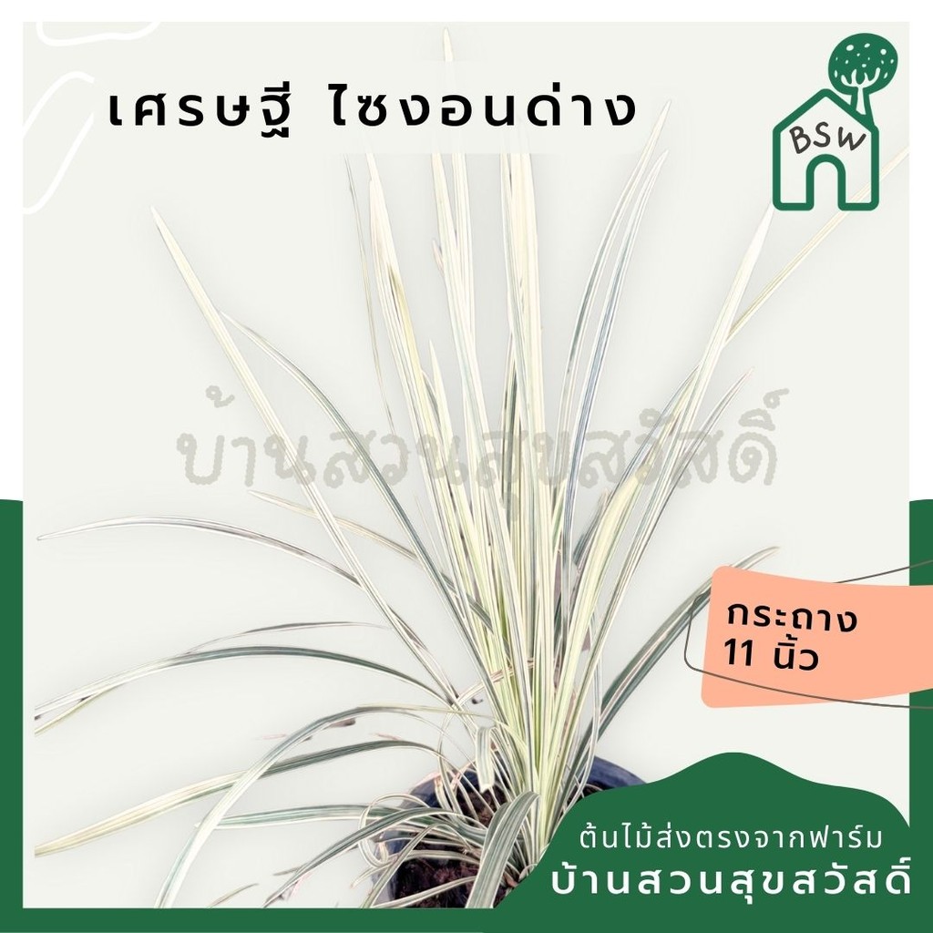 มุมมอง 5