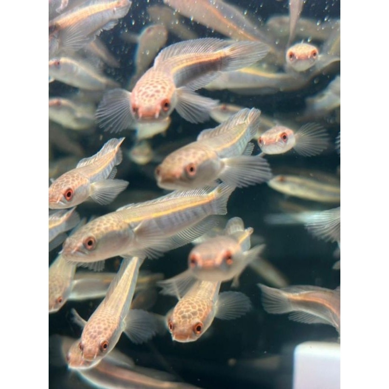 MATA MERAH สีเหลือง sentarum/YS/maru ys/ys ตาแดง/มารุผ้าบาติกตกแต่ง 14-16 ซม./maru เต็ม spec