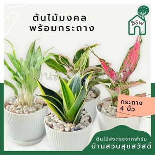 ต้นไม้มงคล พร้อมกระถางลายนูน เลือกต้นไม้เอง เลือกหินเองได้ กระถางลายนูนสีขาว ขนาด 4 นิ้ว