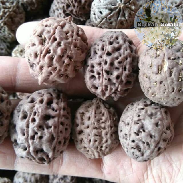 Rudraksha Jenitri Big Jenitri Berkah_Alway