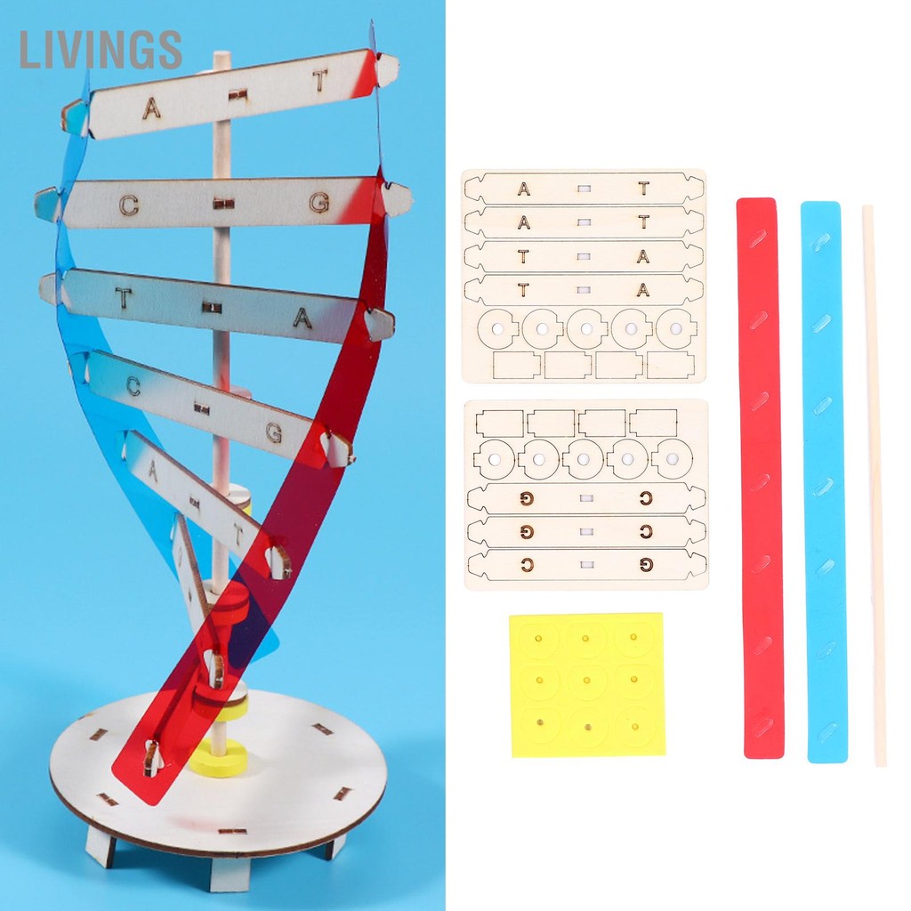 LivingS โมเดล DNA ไม้ เพื่อสุขภาพ เรียนรู้ ติดตั้งง่าย DIY โมเดลเกลียวคู่ สำหรับ 6 ขวบ+