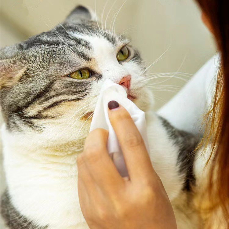 [พร้อมส่ง] ทิชชู่เปียก Pet wipes 80X20แพ็ค แผ่น ผ้าเช็ดตาและหูสัตว์เลี้ยง สำหรับเช็ดสัต ว์เลี้ยง ทิชชู่เปียก COD - รูปที่ 4