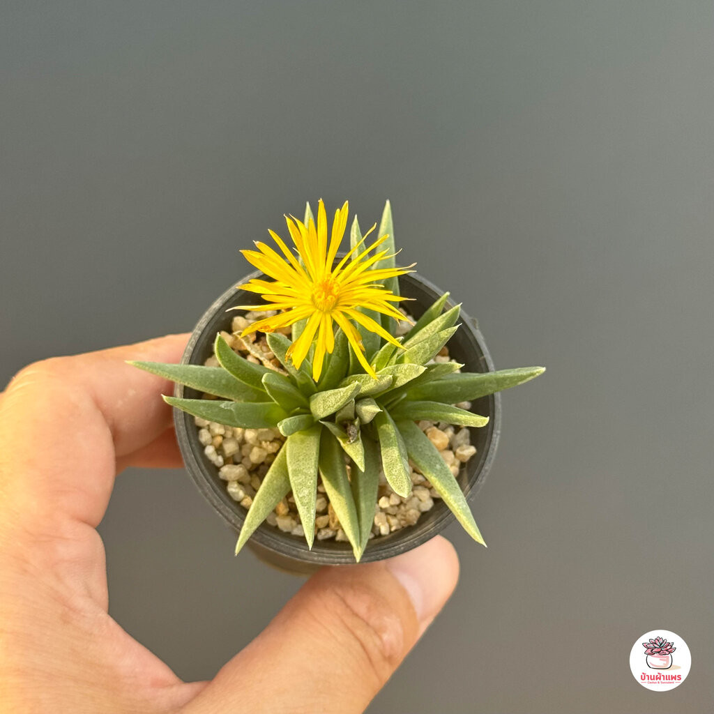 ม้าอ่อน Cheiridopsis sp. ไม้อวบน้ำ กุหลาบหิน แคคตัส กระบองเพชร cactus&succulent