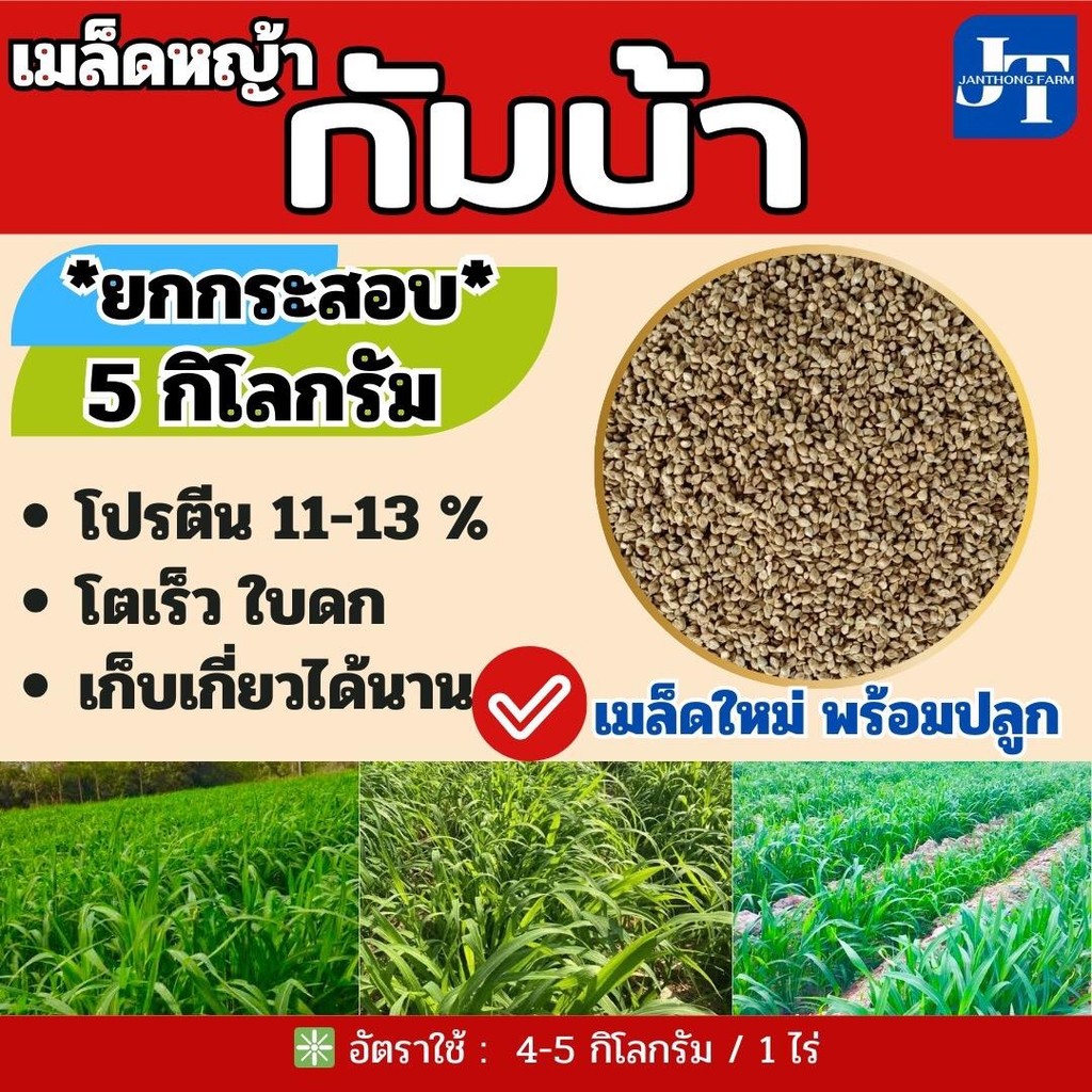 กัมบ้า เมล็ดหญ้ากัมบ้า 5 กก.พร้อมปลูก