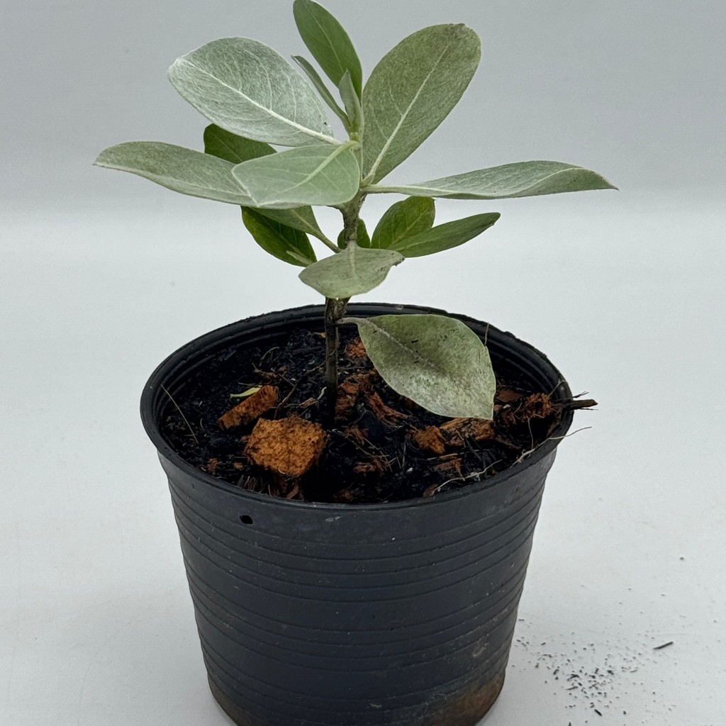 มุมมอง 5