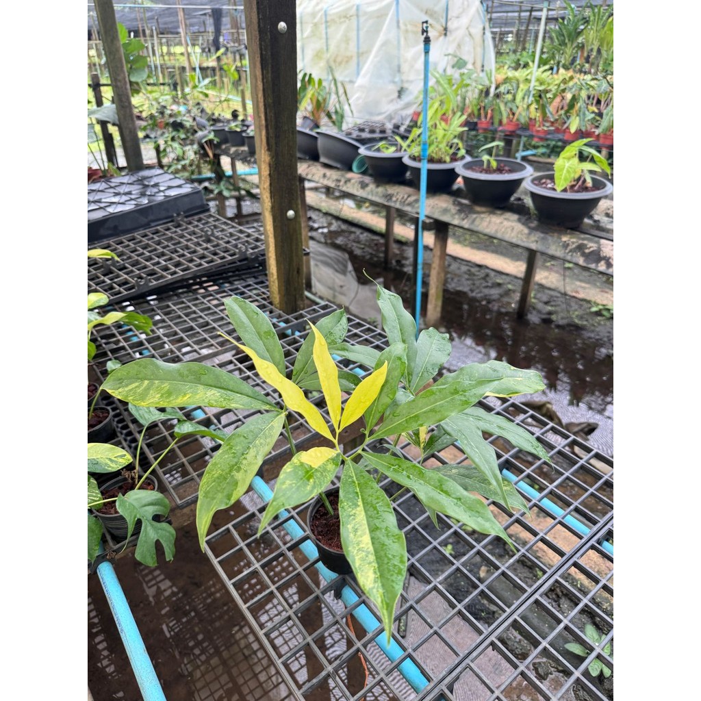 มุมมอง 4