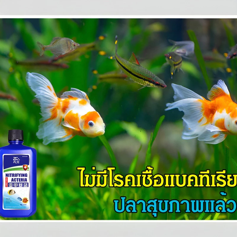 อุปกรณ์ตู้ปลา เมทิลีนบลู สารปรับสภาพน้ำ เครื่องกรองน้ำ thumbnail 9