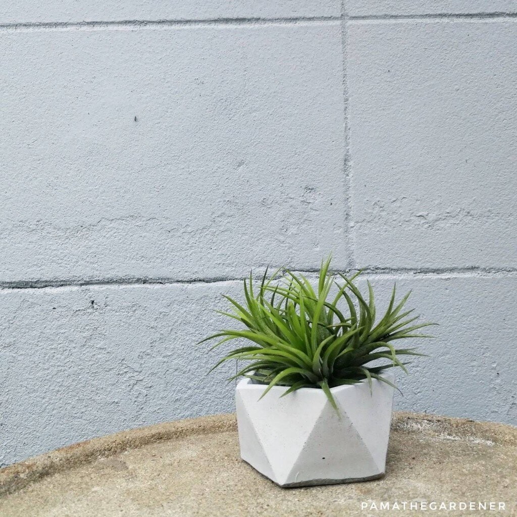 ทิลแลนเซียในกระถางปูนขัดอย่างดี