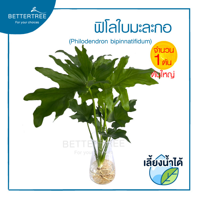 ฟิโลมะลกอ(จำนวน 1 ต้น)เลี้ยงน้ำได้ philodendron ไม้ฟอกอากาศ ไม้มงคล