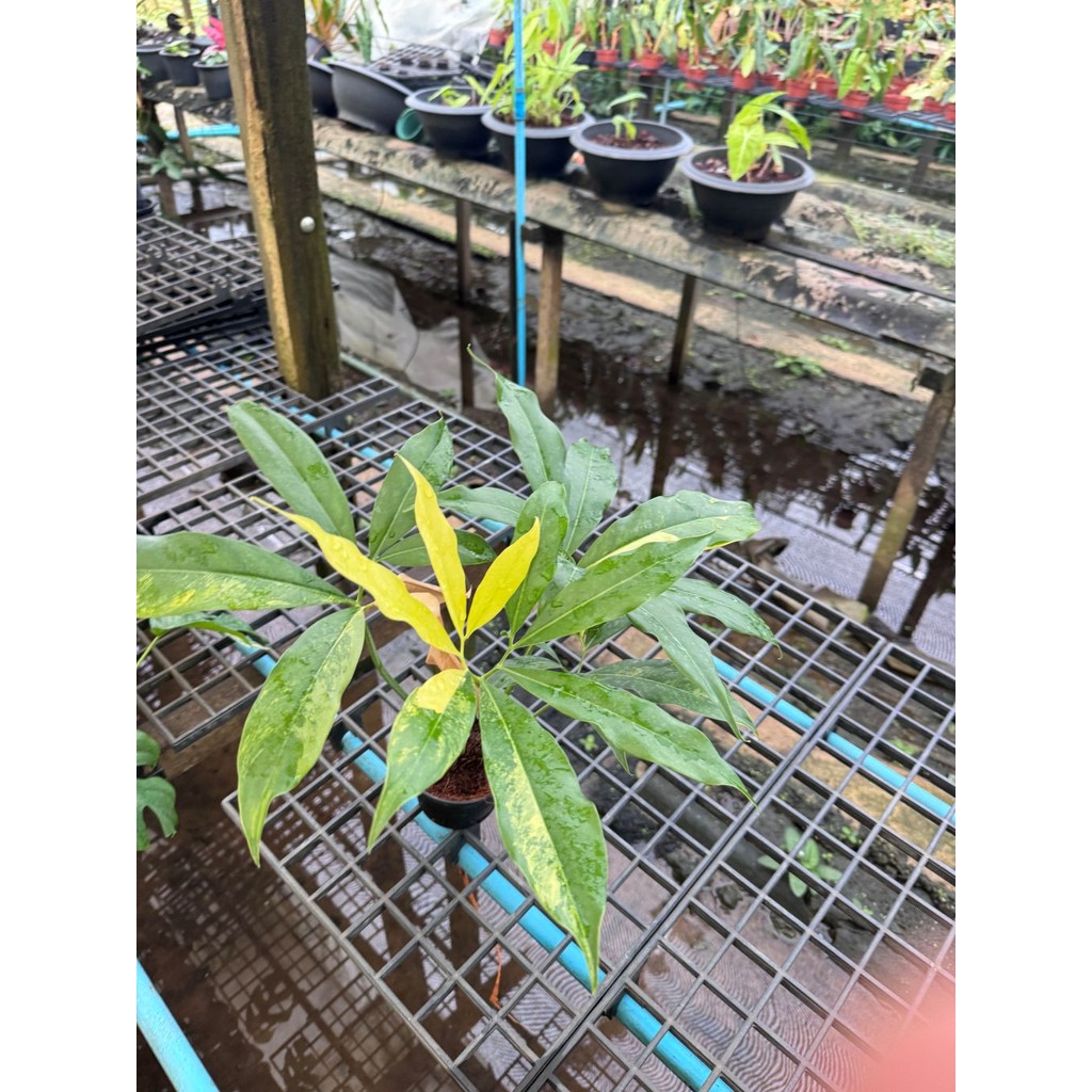 มุมมอง 3