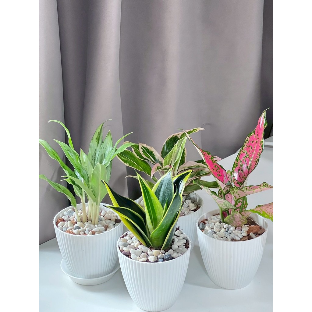 มุมมอง 3