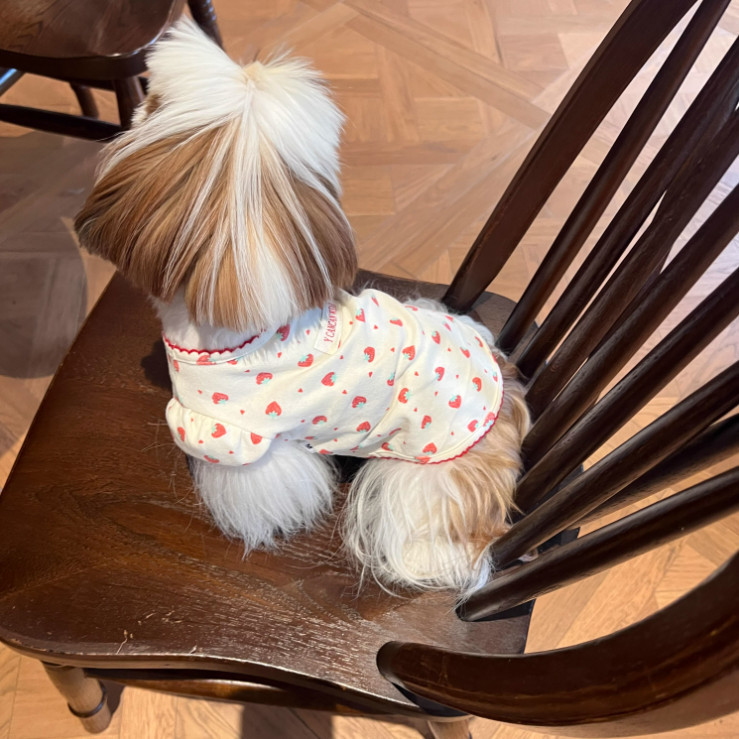 สัตว์เลี้ยงน่ารักแมวสุนัขเสื้อผ้าสตรอเบอร์รี่Bottomingเสื้อAnti-LintพัฟแขนBichon Matese Sibi ราคา ถูกที่สุด ดีลบีเคเค แกลเลอรีภาพที่ 2