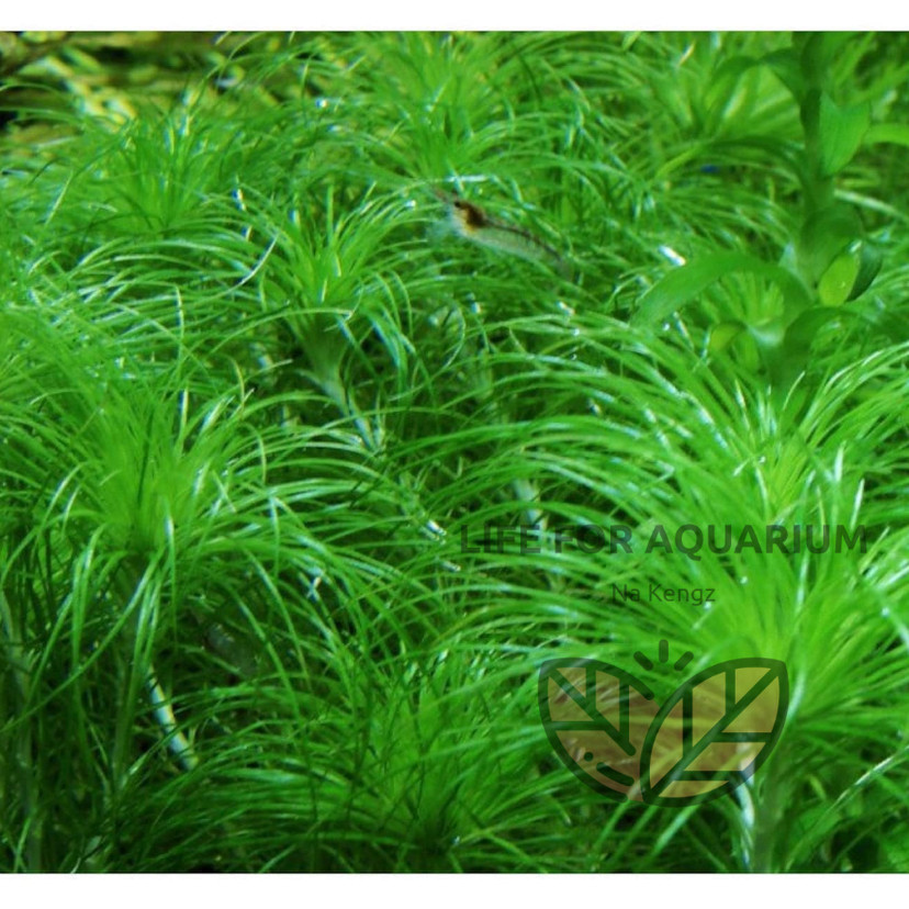 ไม้สะสม Eriocaulon setaceum กระดุมฝอย ไม้เขียว หน้าตู้ กลางตู้ ตู้ไม้น้ำ ของมันต้องมี Life for Aquarium ราคา ถูกที่สุด ดีลบีเคเค แกลเลอรีภาพที่ 8