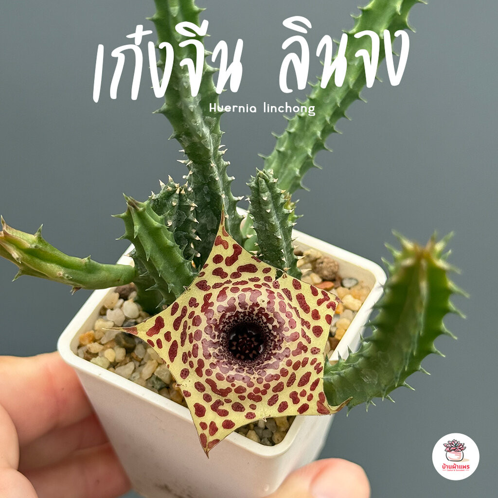 เก๋งจีน ลินจง Huernia linchong แคคตัส กระบองเพชร cactus&succulent