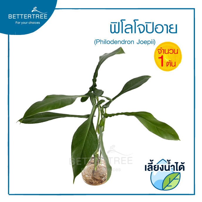 ฟิโลโจปิอาย(จำนวน 1 ต้น) เลี้ยงน้ำได้ ไม้ฟอกากาศ philodendron