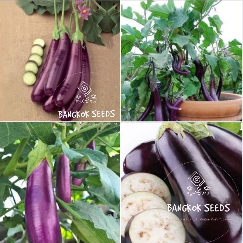 เมล็ดมะเขือยาว 50 เมล็ด eggplant seeds