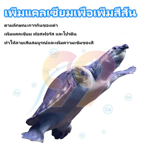99PET อาหารเต่า อนุภาคขนาดใหญ่ มาซูริ อาหารเต่าน้ำ เต่าญี่ปุ่น ตะพาบ เต่าหมูบิน 320g