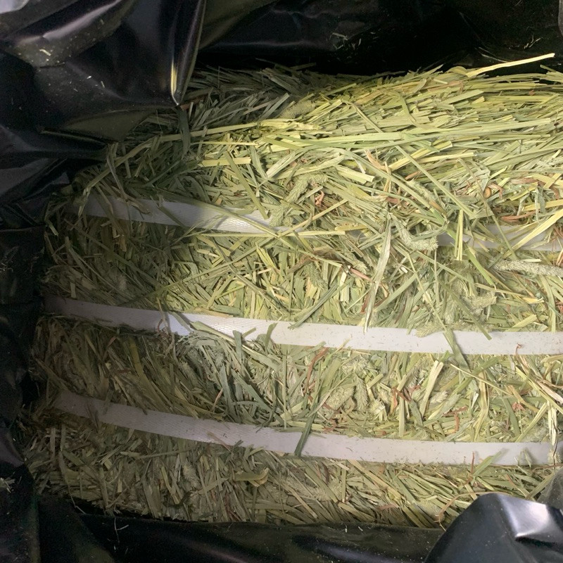 ❤️‍🔥ส่งฟรีไม่จำกัด❤️‍🔥 ทิมโมธียกฟ่อนใหญ่