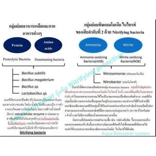 Nitrifying Bacteria แบคทีเรียบำบัดน้ำ กำจัด แอมโมเนีย ไนไตรท์ แบบซอง 50 ml.