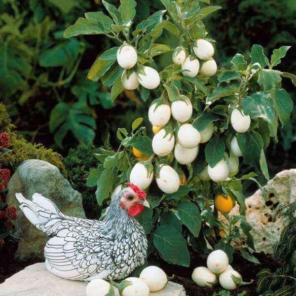 มะเขือไข่เต่าขาวเมล็ดพันธุ์ 40-100 เมล็ด งอกดี โตไว ปลูกง่ายในดินร่วน แดดจัด น้ำดี (10แถม1คละได้) - รูปที่ 7