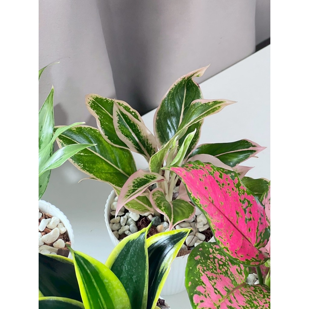 มุมมอง 8