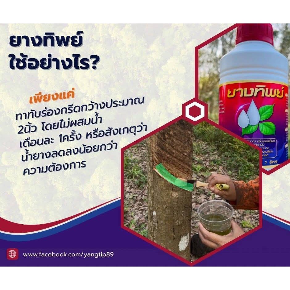 ยางทิพย์ สารชีวภาพเร่งน้ำยาง ขนาด1ลิตร ใช้ทา เพิ่มปริมาณ เพิ่มเปอร์เซนต์อย่างปลอดภัย ยาเร่งน้ำยาง ยาทาหน้ายาง