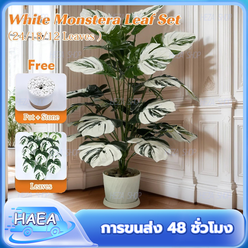 ต้นไม้ปลอม White Monstera สีไม่จาง 50 ปี เหมือนจริง 99% สไตล์นอร์ดิก เลือกขนาด 65/75/100 ซม.
