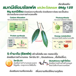 ปุ๋ยเกล็ดสูตร แมกนีเซียมซัลเฟต (ดีเกลือฝรั่ง) Mg9% S12% (แบรนด์) ดวงตะวันเพชร ถุงขนาด 1 กก