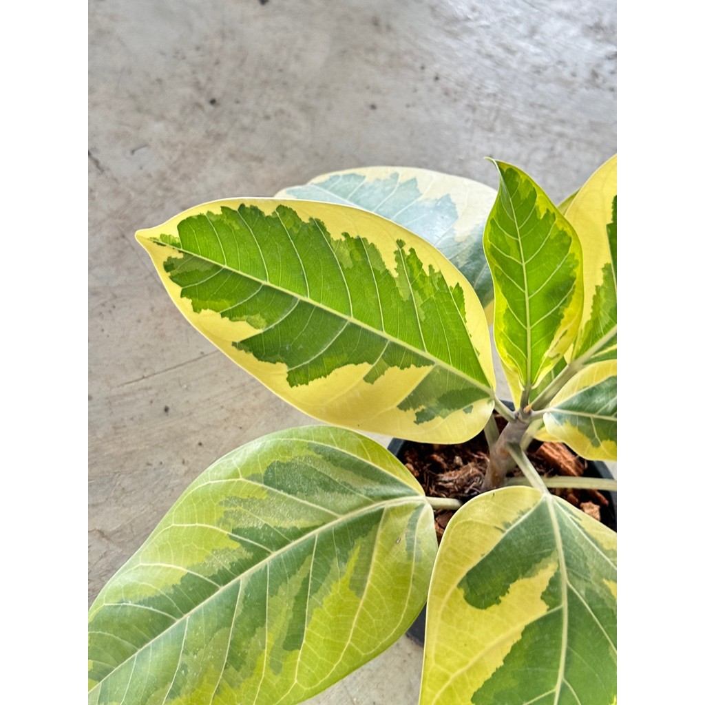 มุมมอง 6