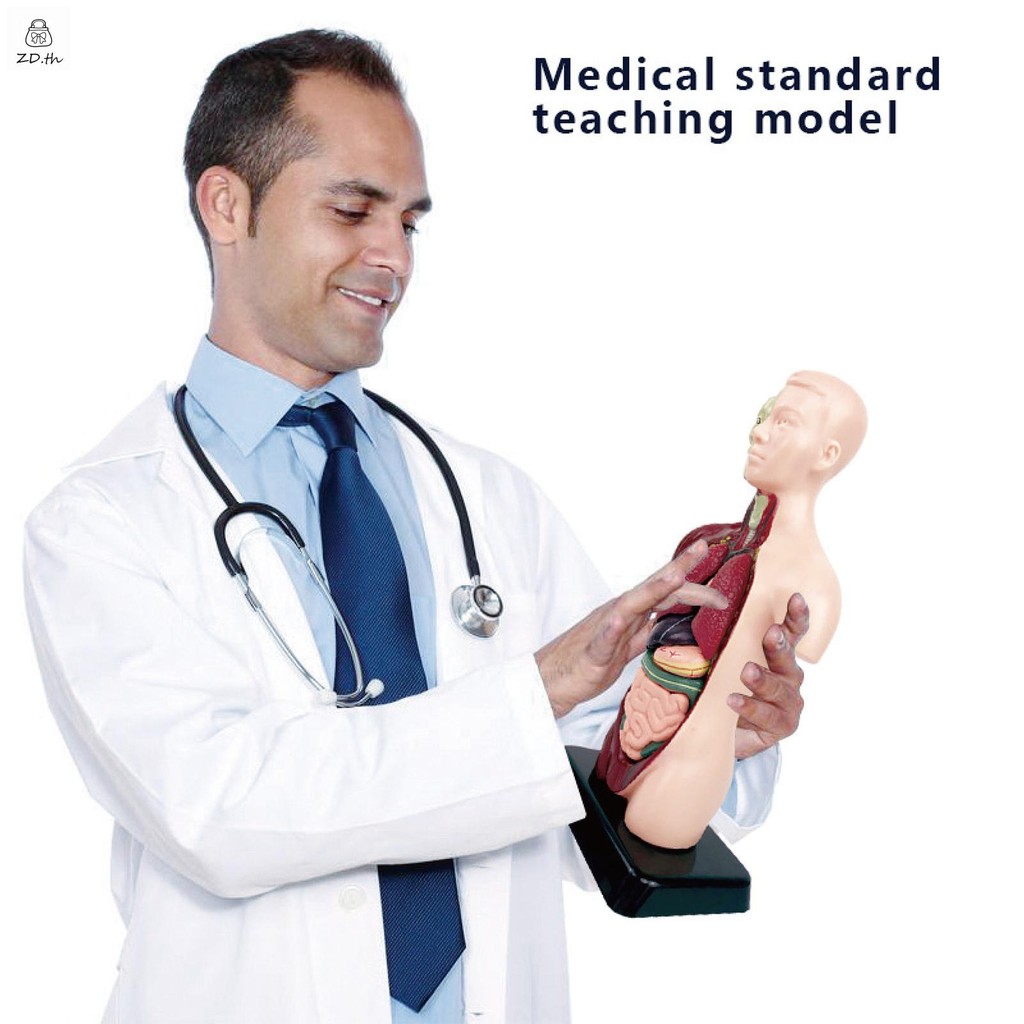 3d Human Body Organ โครงกระดูกของเล่น Montessori ที่สมจริง Human Body โครงสร้างการสอน Aids
