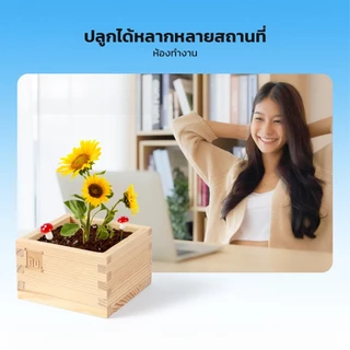 LOFTHOME กระถางต้นไม้ พร้อมเมล็ดพันธุ์ ขนาดเล็ก มะเขือเทศ ทานตะวัน ปลูกได้ภายในบ้าน หรือออฟฟิศ