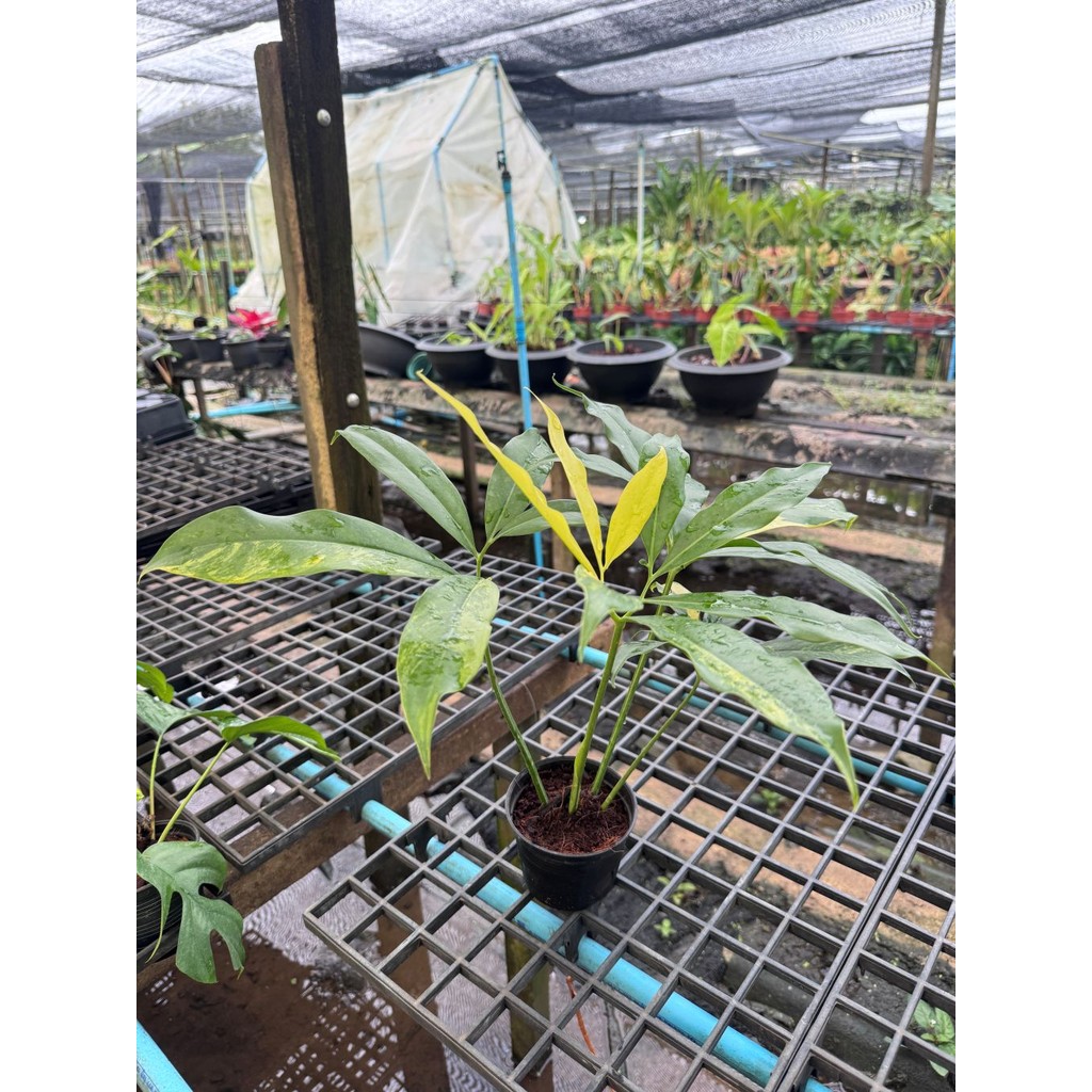 มุมมอง 5