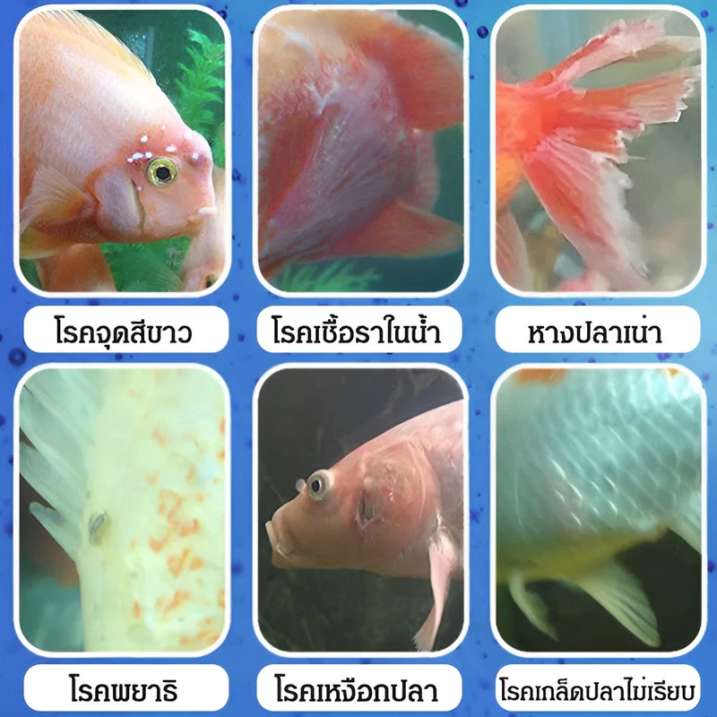 อุปกรณ์ตู้ปลา เมทิลีนบลู สารปรับสภาพน้ำ เครื่องกรองน้ำ thumbnail 5