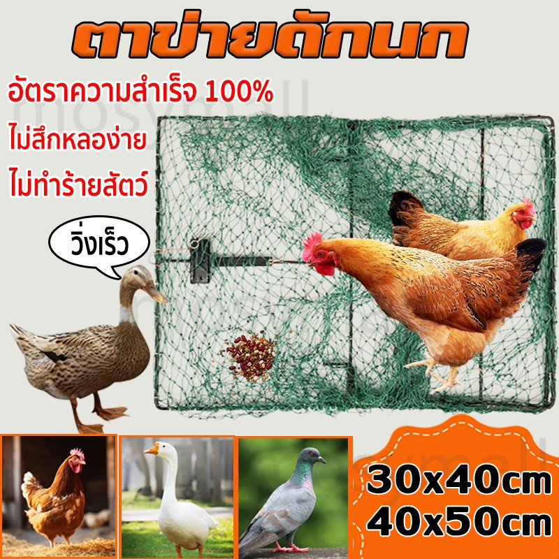 กับดักนก กับดักไก่แบบตาข่าย และ ดักนกทุกชนิก เซนสปริงดีตาข่ายดีเหล็กดีติดแล้วไม่หลุด ดักนกทุกชนิด
