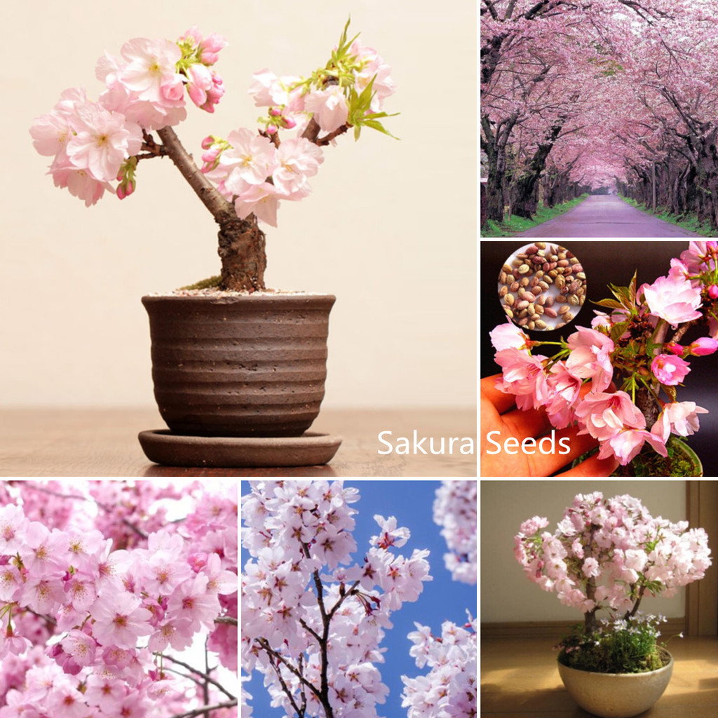 พร้อมส่งในพื้นที่ 30 ชิ้น เมล็ดซากุระญี่ปุ่นแท้ เมล็ดดอกไม้บอนไซ เมล็ดดอกซากุระ สำหรับบ้าน สวน ระเบียง