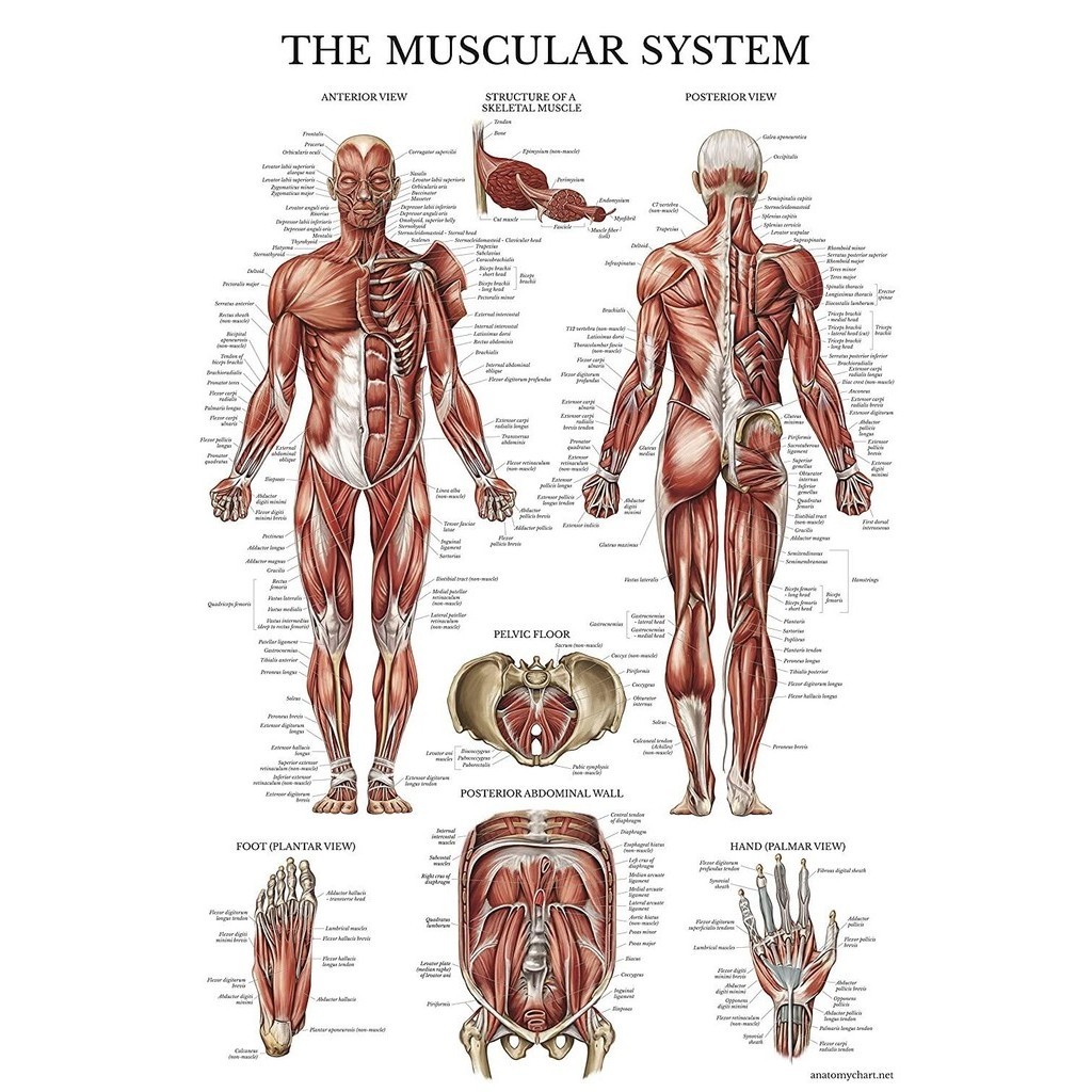 1 Piece Poster Muscular System Anatomical Poster Laminated Muscle Anatomy Chart