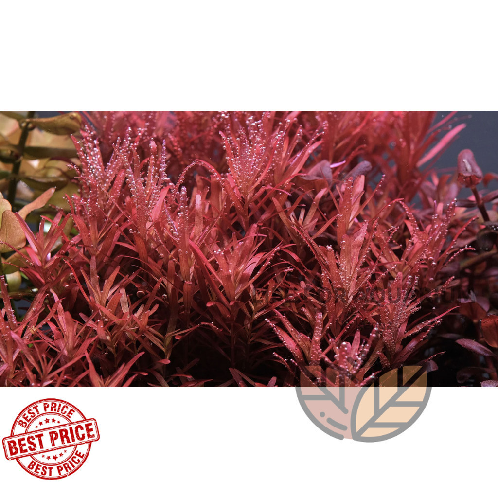 เพาะใหม่ 2026 Rotala sp. Colorata ไม้แดง ไม้ข้อ ไม้หลังตู้ โรทาล่า โคโรลาต้า ตู้ไม้น้ำ พรรณไม้น้ำ แดงเลยไม่ต้องรอ LFA