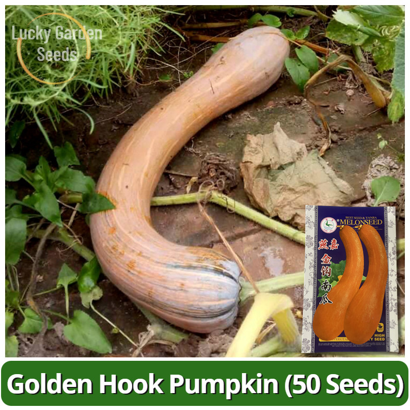 เมล็ดพันธุ์ ฟักทอง บรรจุ 50 เมล็ด Golden Hook Pumpkin Seeds เมล็ดฟักทอง เมล็ดพันธุ์ผัก ผักสวนครัว ผักออร์แกนิก พันธุ์ผัก