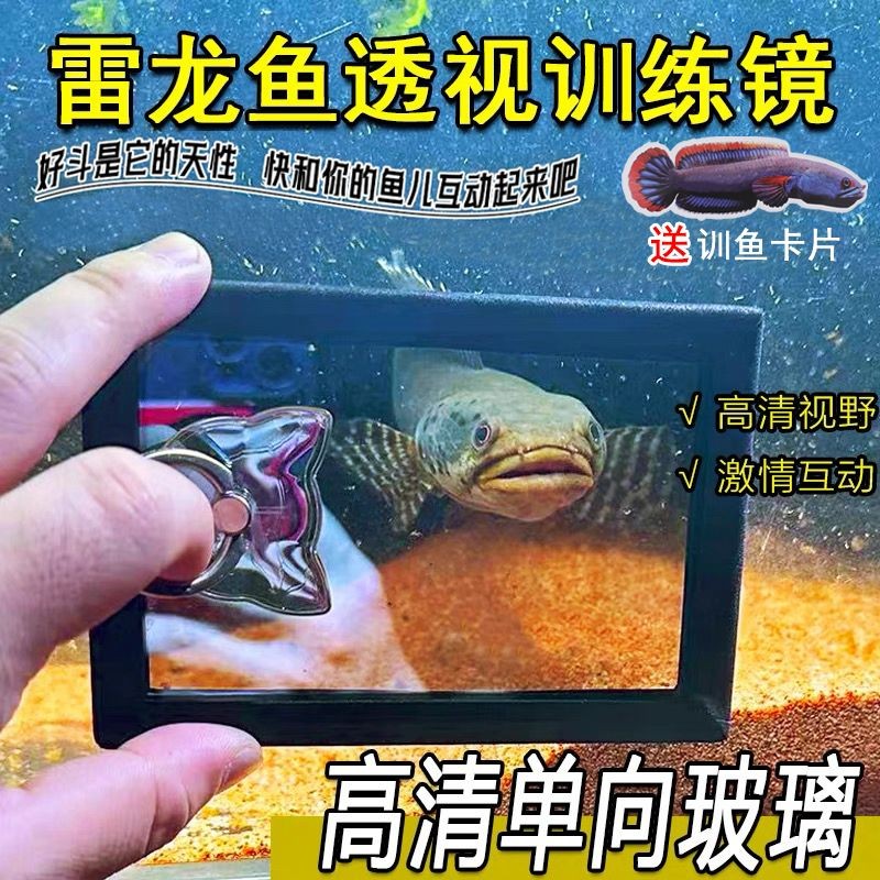 2025 สินค้าใหม่ Thunder Arowana Training Mirror Bite Tank Drum Gill Glass One-Way มุมมองกระจกฝึกปลา Monkfish Thai Betta Fish Teasing Mirror20250814