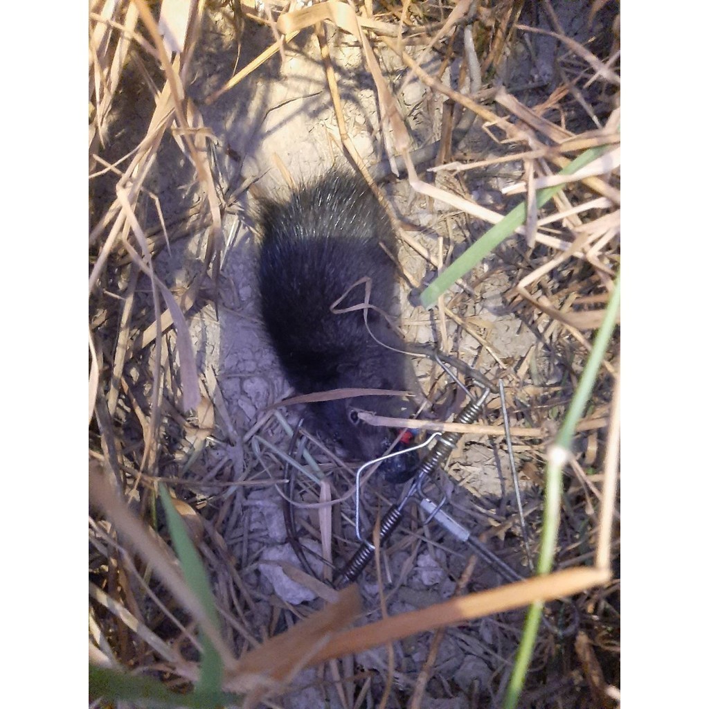 Monqiqi กับดักหนู โมดิฟาย ขนาด กับดักหนูขนาด 4 นิ้ว (15*10 ซม) จำนวน 10 ชิ้น โมดิฟายที่เสียบเหยื่อพร้อมใช้งาน - รูปที่ 2