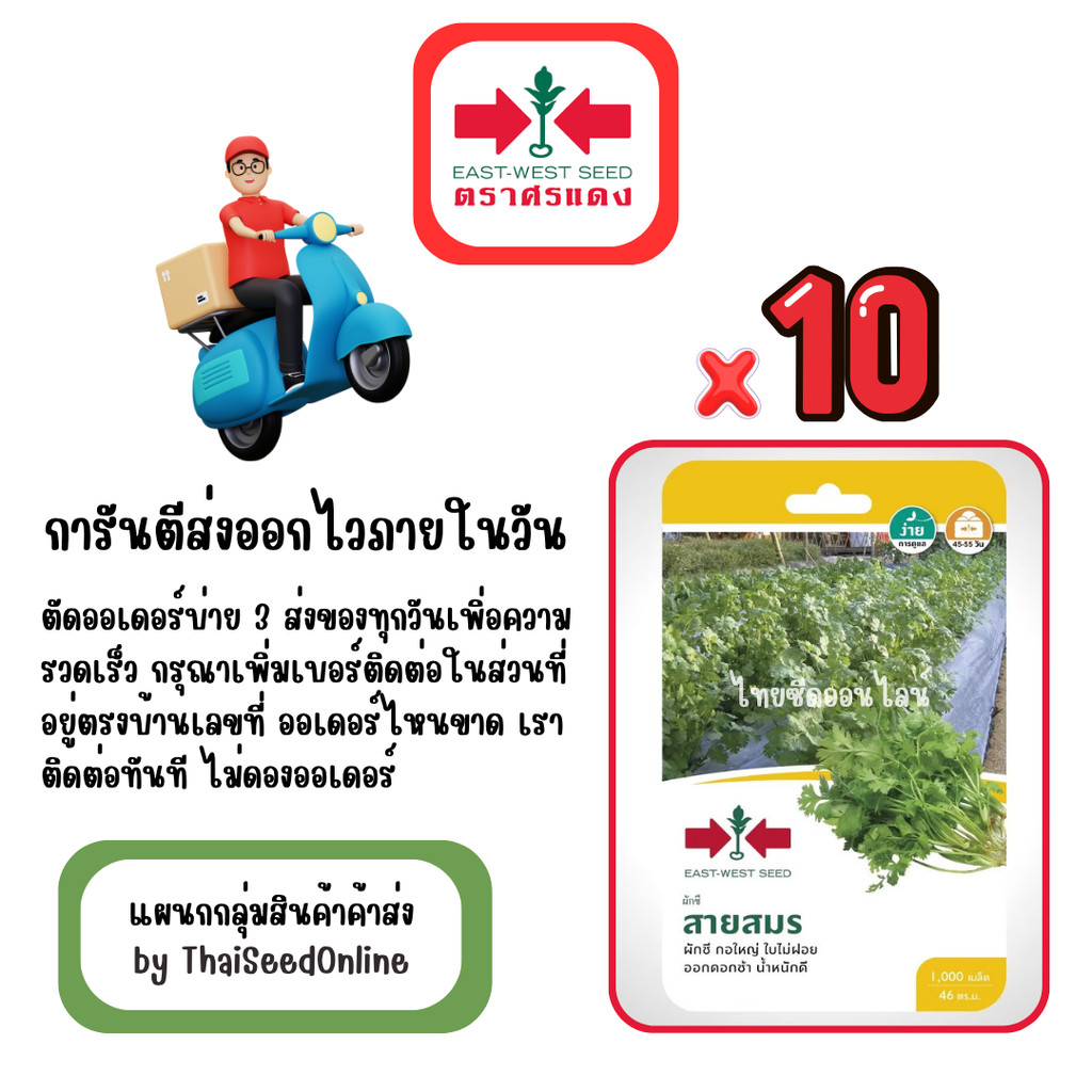 GG x 10 เมล็ดผักซองศรแดง สายสมร ผักชี สินค้ายกแพ็ค