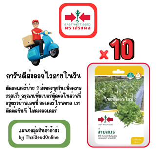 GG x 10 เมล็ดผักซองศรแดง สายสมร ผักชี สินค้ายกแพ็ค