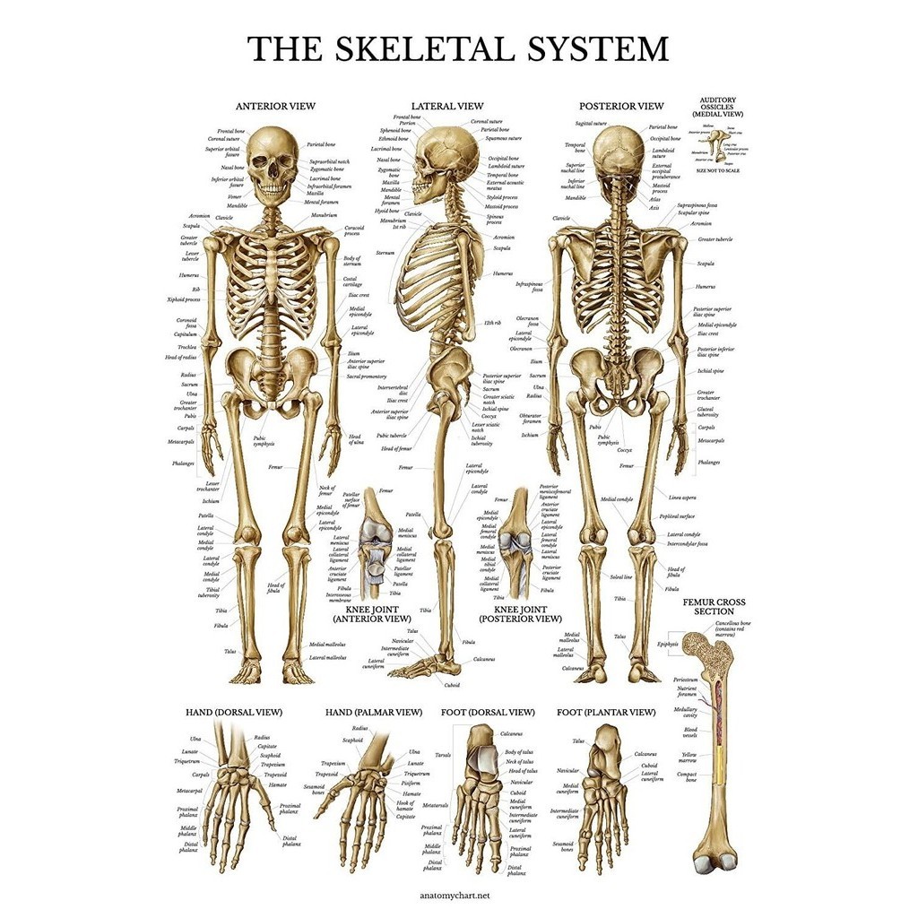1 Piece Poster Skeletal System Anatomical Chart LAMINATED Human Skeleton Anatomy Poster