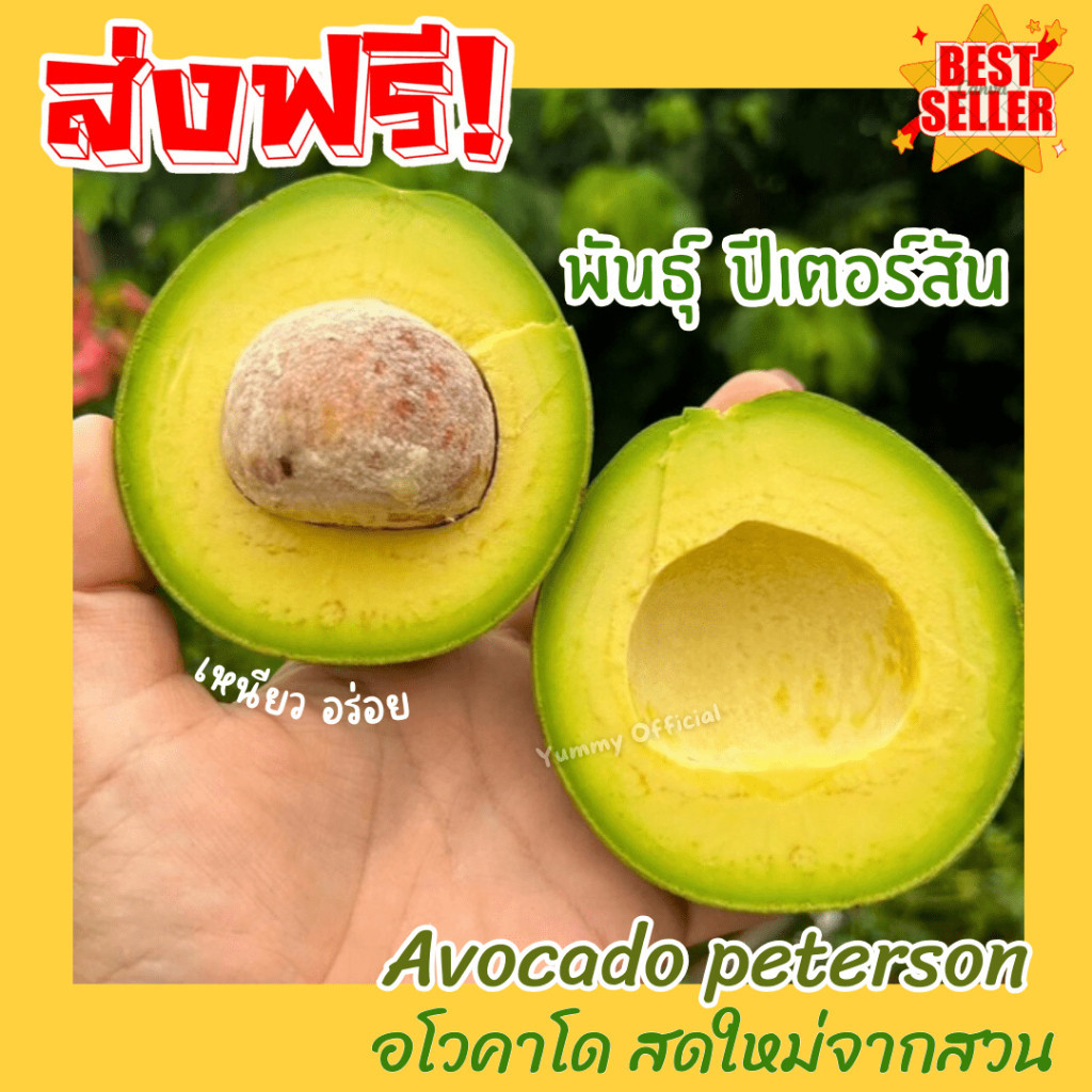 Mungkung ขายดี อโวคาโด ปีเตอร์สัน สดมาก เก็บจากสวนใหม่ๆ เนื้อ แน่น อร่อย เคลมได้ อโวคาโด้ อโวคาโด อะโวคาโด ผลไม้สด