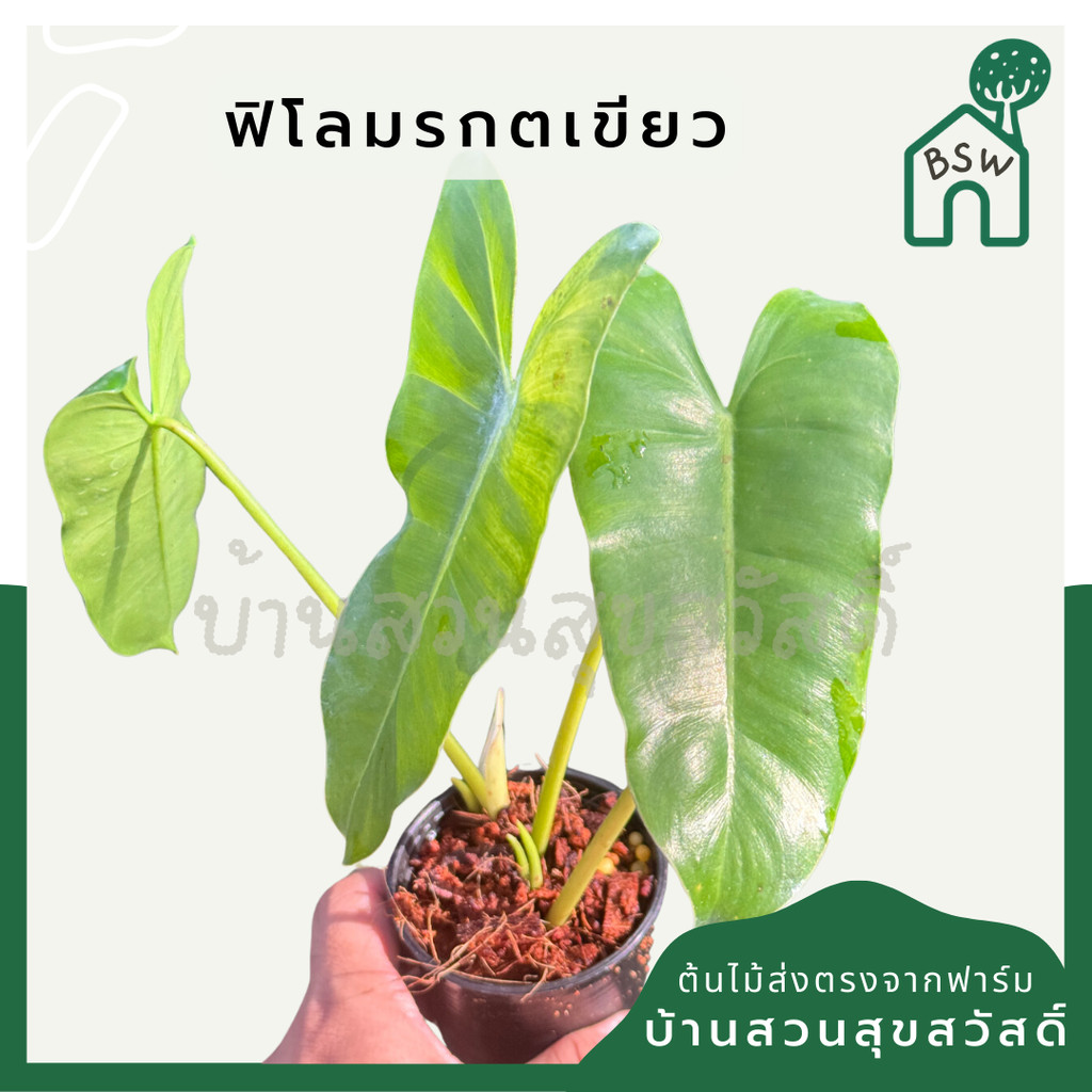 มุมมอง 2